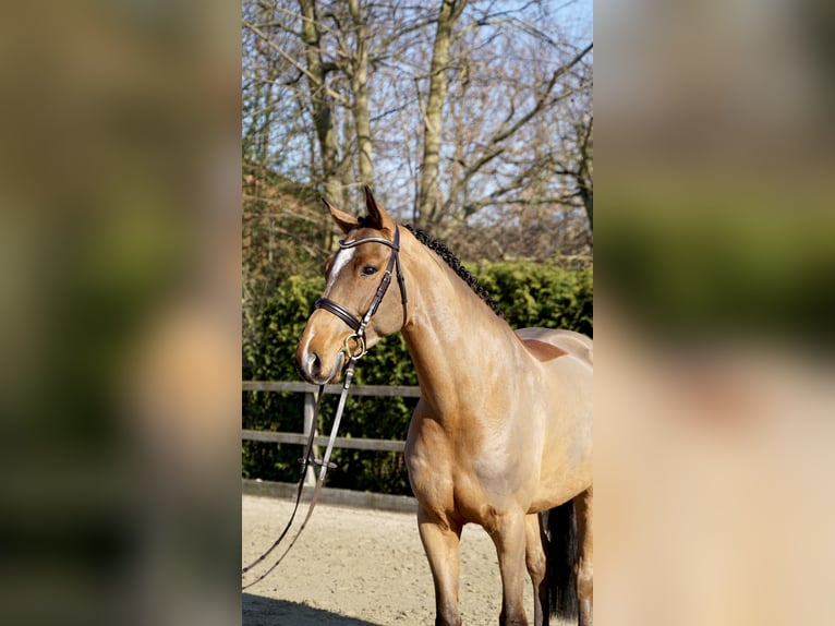Holsteiner Wallach 7 Jahre 168 cm Brauner in Lohne (Oldenburg)