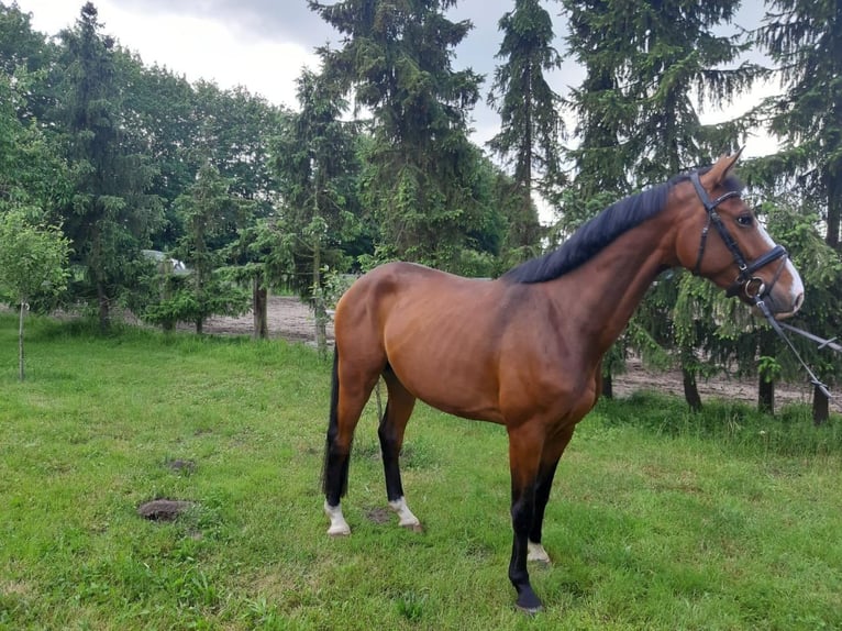 Holsteiner Wallach 7 Jahre 168 cm Brauner in Grevesmühlen