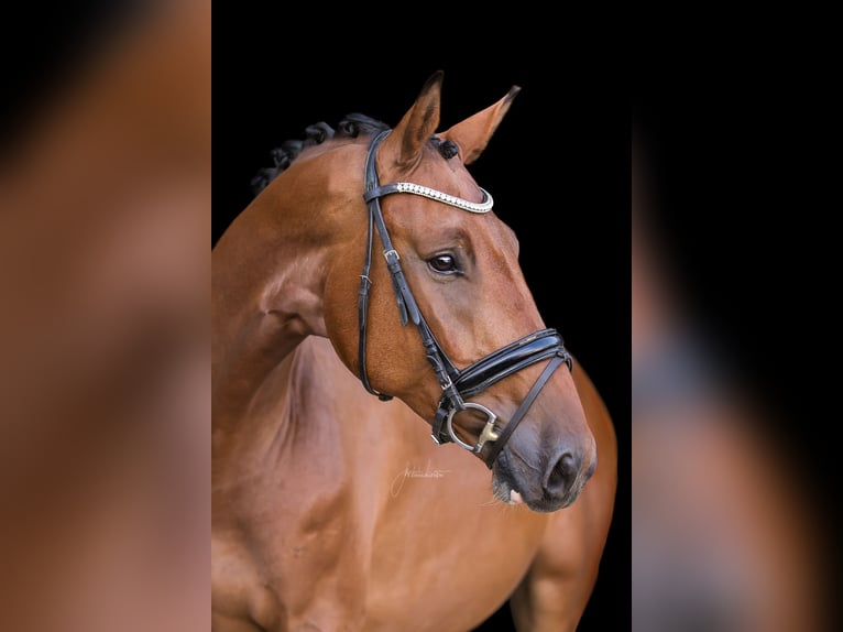 Holsteiner Wallach 7 Jahre 168 cm Brauner in Dinkelsb&#xFC;hl