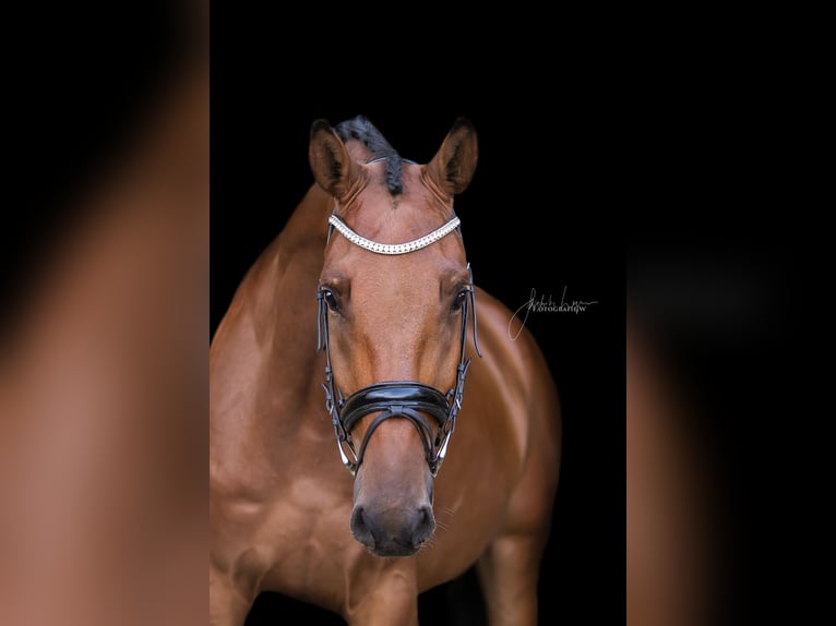 Holsteiner Wallach 7 Jahre 168 cm Brauner in Dinkelsb&#xFC;hl