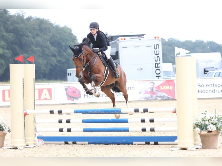 Holsteiner Wallach 7 Jahre 168 cm Brauner in Dinkelsb&#xFC;hl