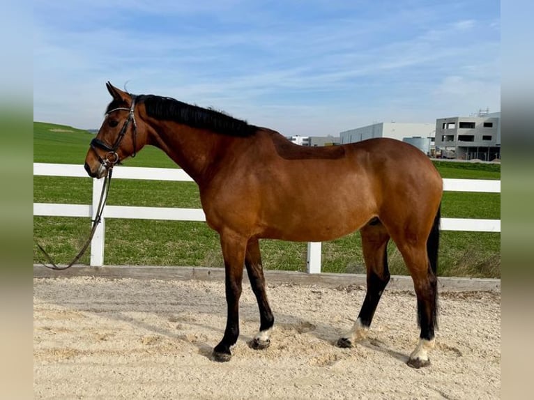 Holsteiner Wallach 7 Jahre 168 cm Brauner in Loiching