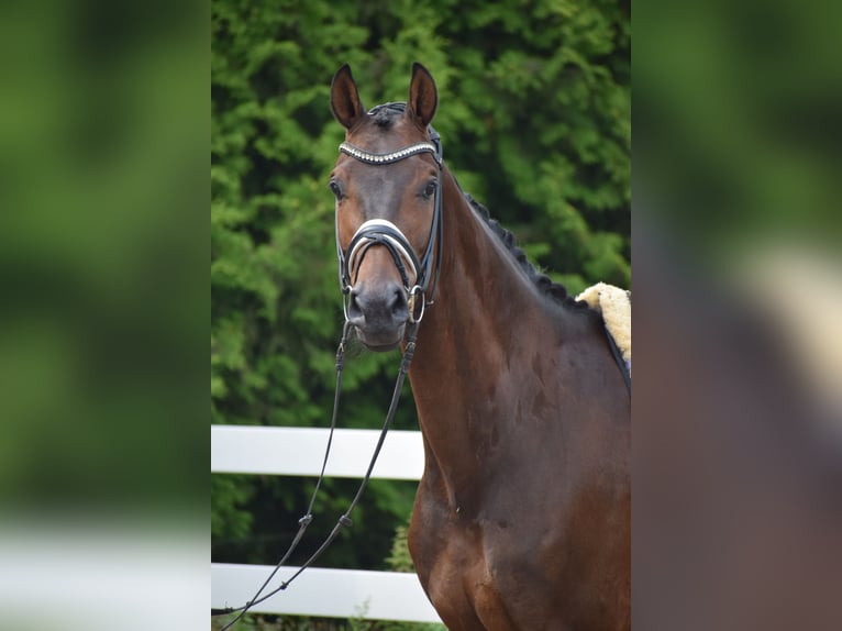 Holsteiner Wallach 7 Jahre 168 cm Dunkelbrauner in D&#xE4;tgen
