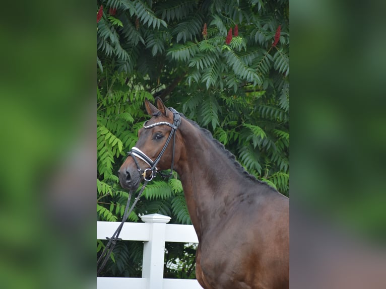 Holsteiner Wallach 7 Jahre 168 cm Dunkelbrauner in D&#xE4;tgen