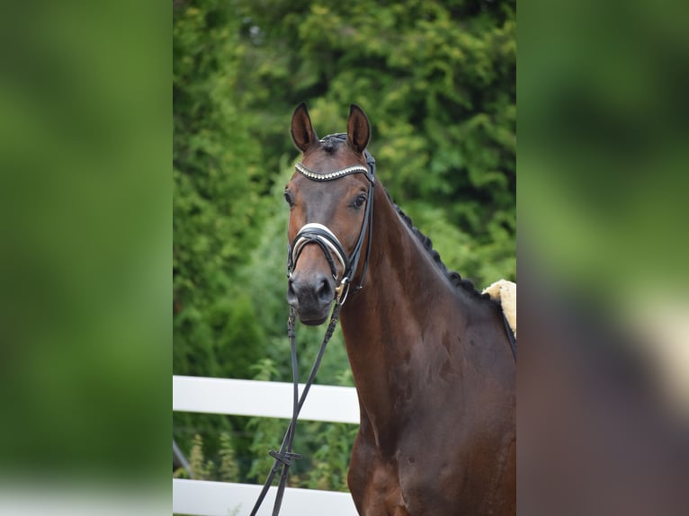 Holsteiner Wallach 7 Jahre 168 cm Dunkelbrauner in D&#xE4;tgen