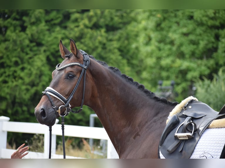 Holsteiner Wallach 7 Jahre 168 cm Dunkelbrauner in D&#xE4;tgen