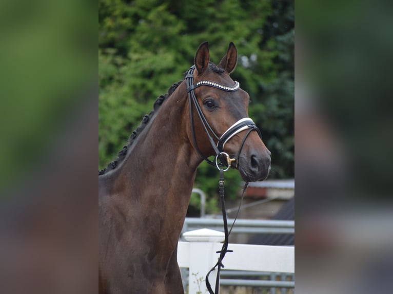 Holsteiner Wallach 7 Jahre 168 cm Dunkelbrauner in D&#xE4;tgen