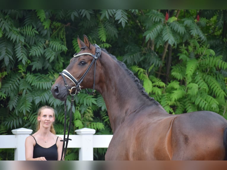 Holsteiner Wallach 7 Jahre 168 cm Dunkelbrauner in D&#xE4;tgen