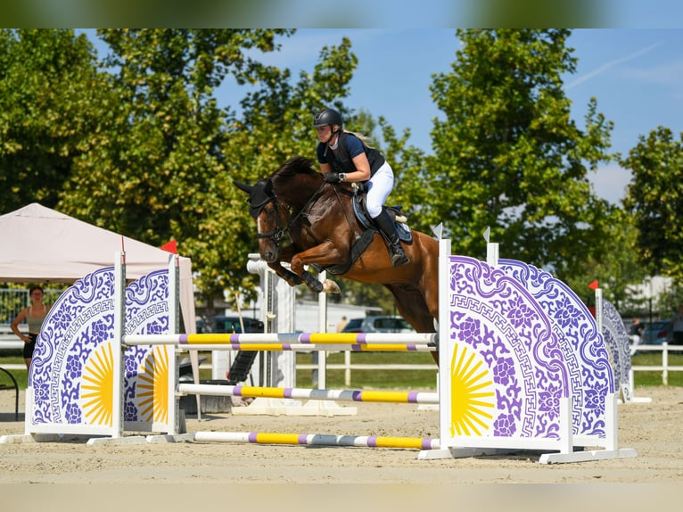 Holsteiner Wallach 7 Jahre 168 cm Dunkelfuchs in Velenje