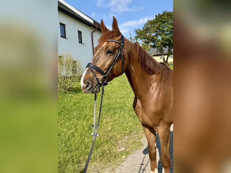 Holsteiner Wallach 7 Jahre 168 cm Fuchs in Pelmberg
