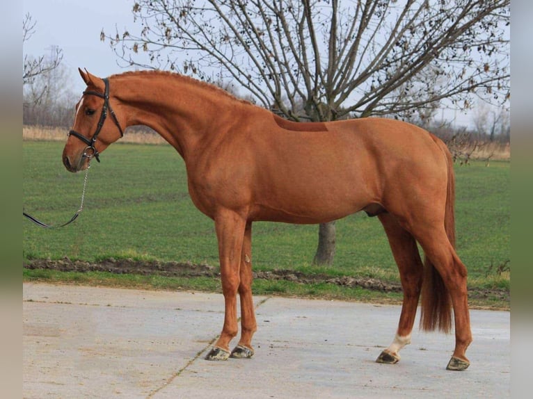 Holsteiner Wallach 7 Jahre 168 cm Fuchs in Békéscsaba