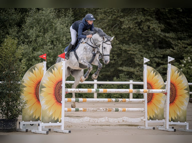 Holsteiner Wallach 7 Jahre 168 cm Schimmel in RenningenRenningen