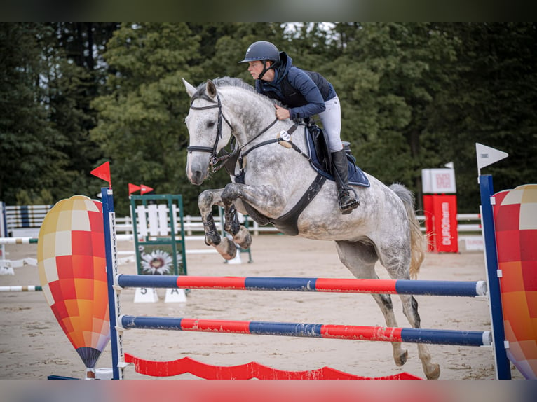 Holsteiner Wallach 7 Jahre 168 cm Schimmel in RenningenRenningen