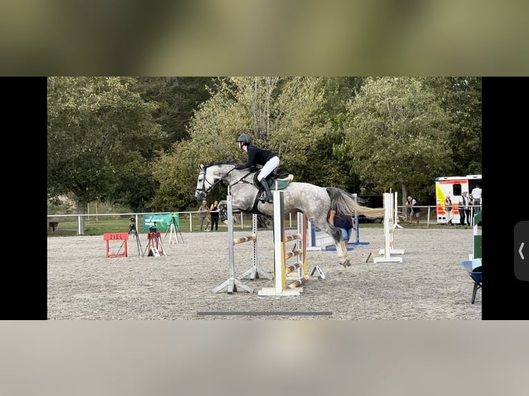 Holsteiner Wallach 7 Jahre 168 cm Schimmel in RenningenRenningen