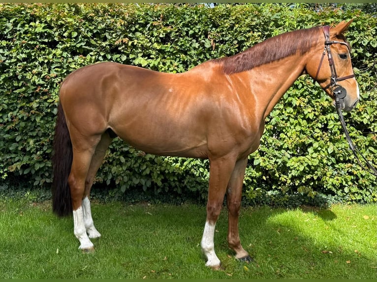 Holsteiner Wallach 7 Jahre 168 cm in Neum&#xFC;nster