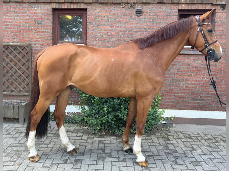 Holsteiner Wallach 7 Jahre 168 cm in Neum&#xFC;nster