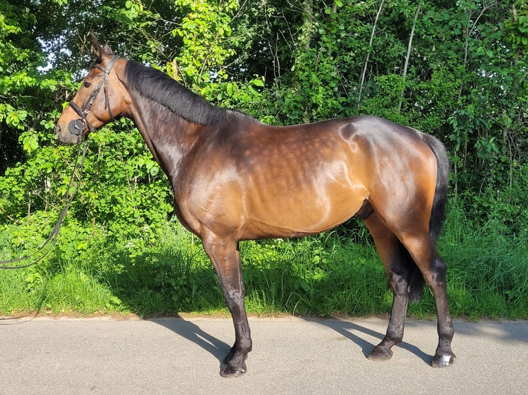 Holsteiner Wallach 7 Jahre 169 cm Dunkelbrauner in Nehms
