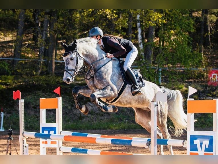 Holsteiner Wallach 7 Jahre 170 cm Apfelschimmel in CoburgCoburg