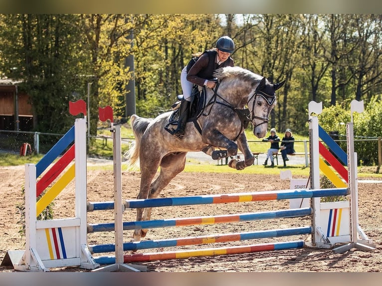 Holsteiner Wallach 7 Jahre 170 cm Apfelschimmel in CoburgCoburg