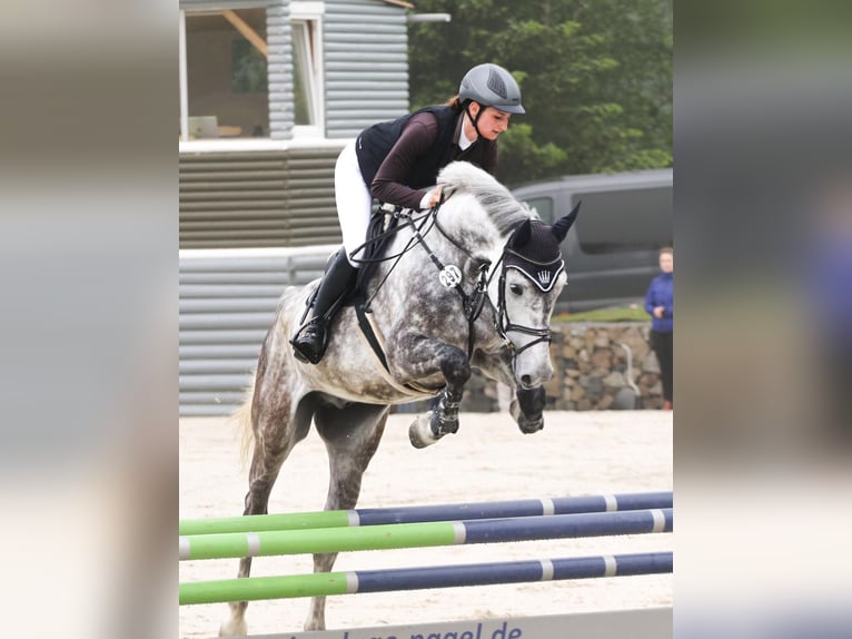 Holsteiner Wallach 7 Jahre 170 cm Apfelschimmel in CoburgCoburg