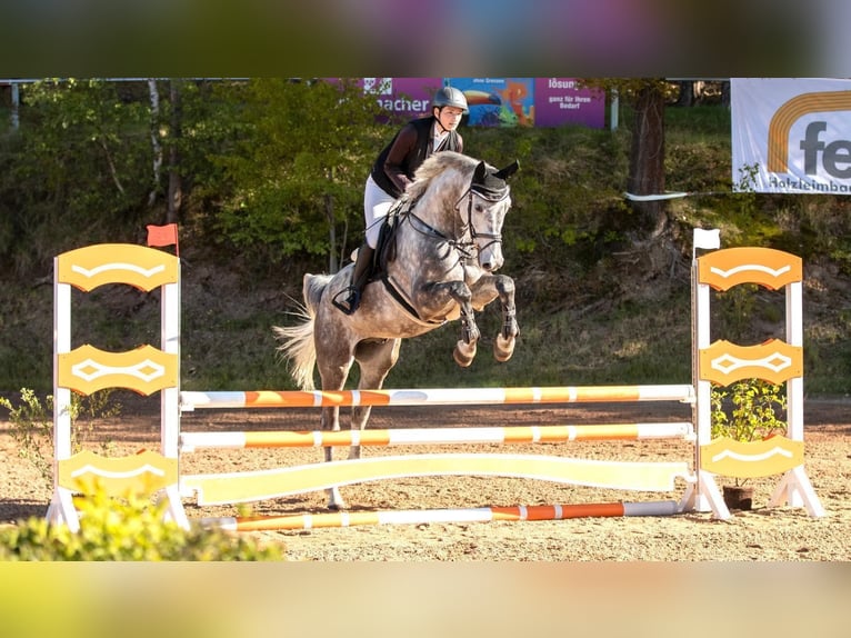 Holsteiner Wallach 7 Jahre 170 cm Apfelschimmel in CoburgCoburg