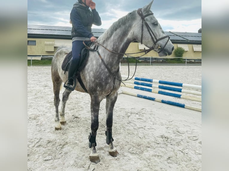 Holsteiner Wallach 7 Jahre 170 cm Apfelschimmel in CoburgCoburg