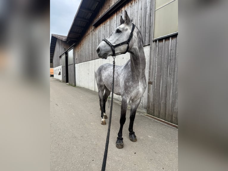 Holsteiner Wallach 7 Jahre 170 cm Blauschimmel in Birr