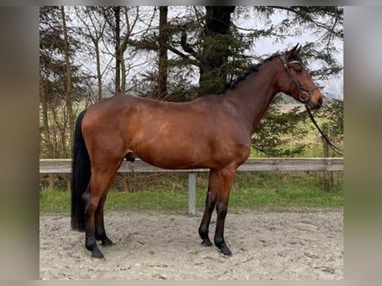 Holsteiner Wallach 7 Jahre 170 cm Brauner in Wassenberg