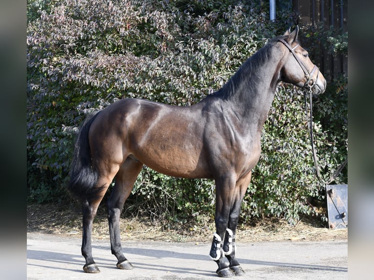 Holsteiner Wallach 7 Jahre 170 cm Brauner in Geilenkirchen