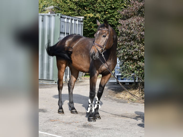 Holsteiner Wallach 7 Jahre 170 cm Brauner in Geilenkirchen