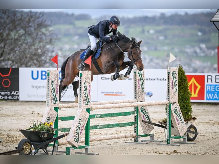 Holsteiner Wallach 7 Jahre 170 cm Brauner in Altwis