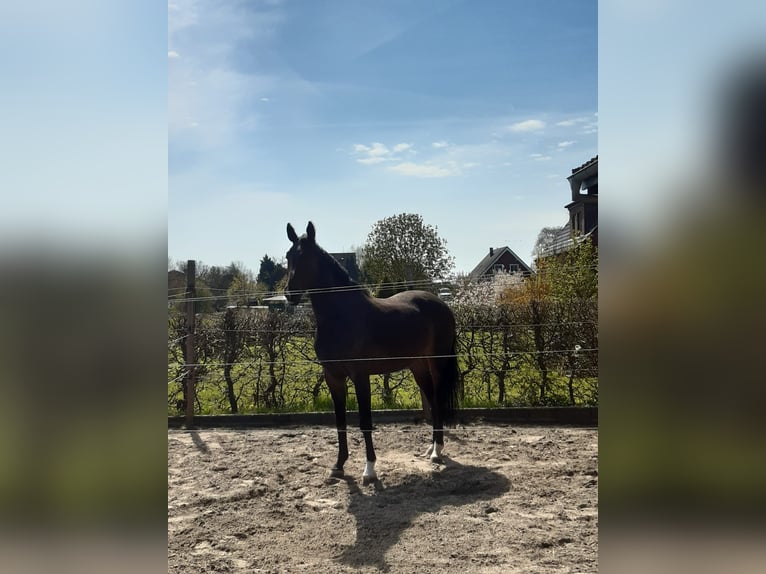 Holsteiner Wallach 7 Jahre 170 cm Dunkelbrauner in Engelbrechtsche Wildnis