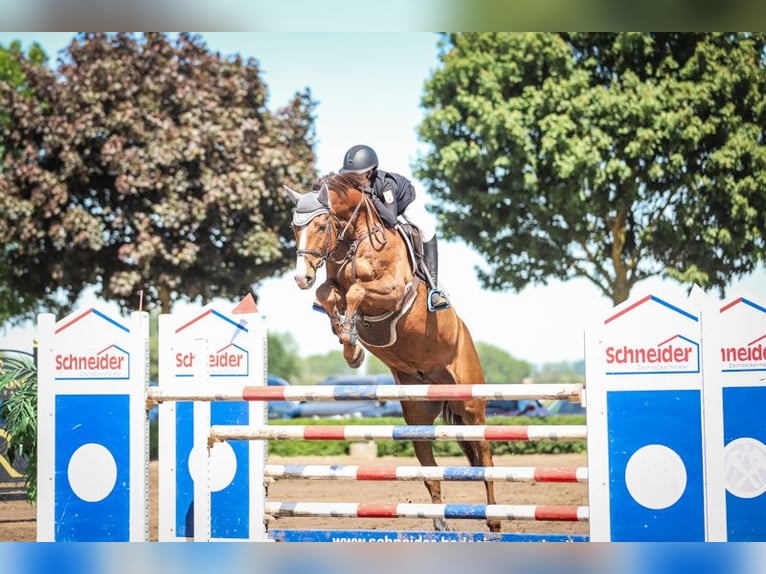 Holsteiner Wallach 7 Jahre 170 cm Fuchs in Lentzke