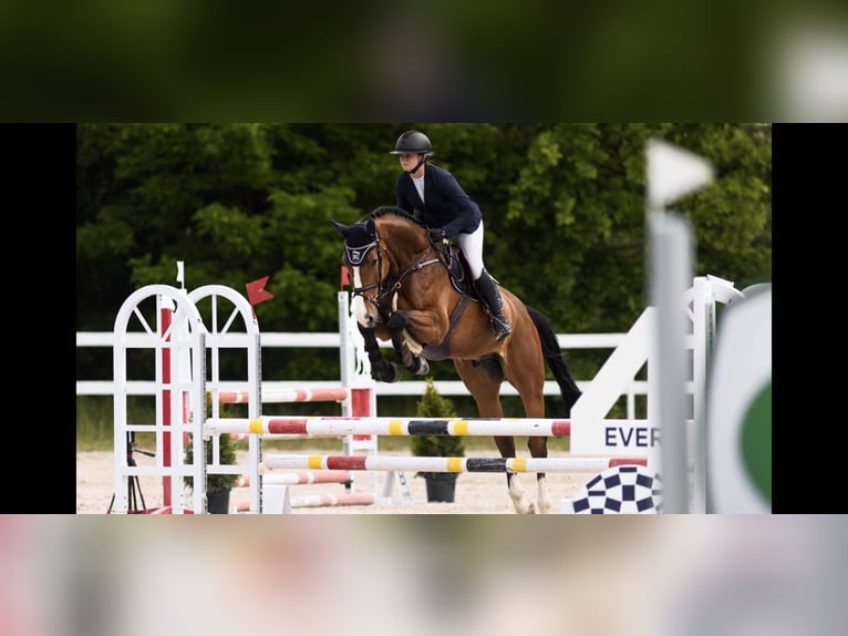 Holsteiner Wallach 7 Jahre 170 cm Rotbrauner in Mladá Boleslav