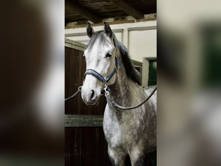 Holsteiner Wallach 7 Jahre 170 cm Schimmel in Oersdorf