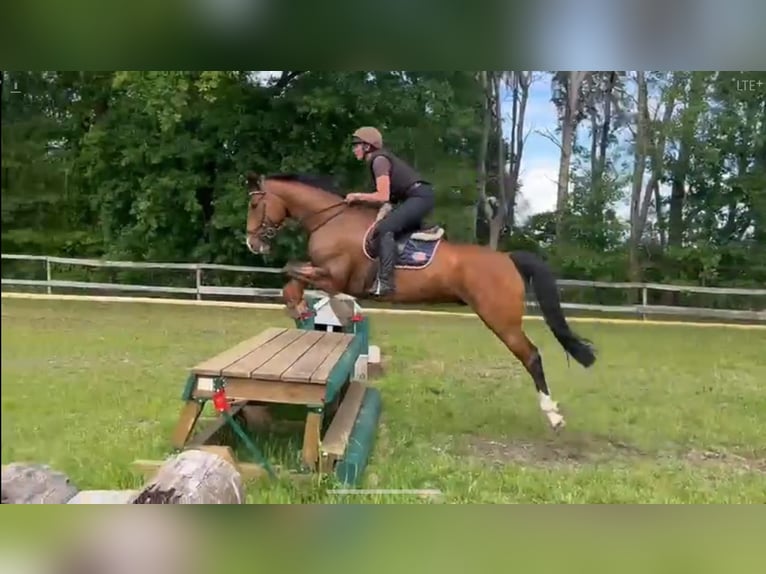 Holsteiner Wallach 7 Jahre 171 cm Brauner in Verden (Aller)25