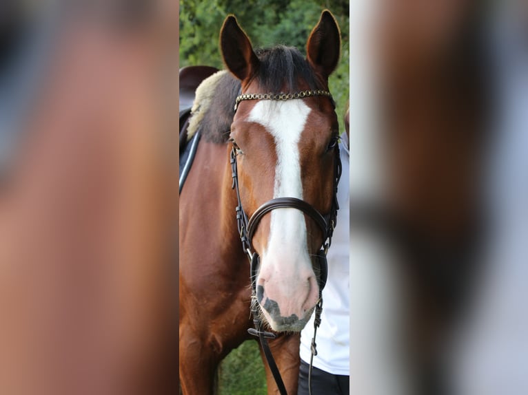 Holsteiner Wallach 7 Jahre 172 cm Brauner in Kühnsdorf