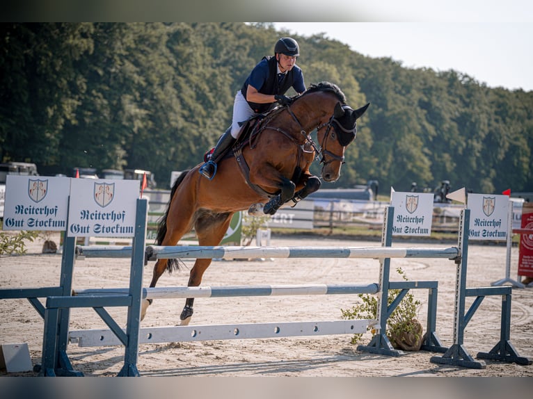 Holsteiner Wallach 7 Jahre 172 cm Brauner in M&#xFC;nsterM&#xFC;nster