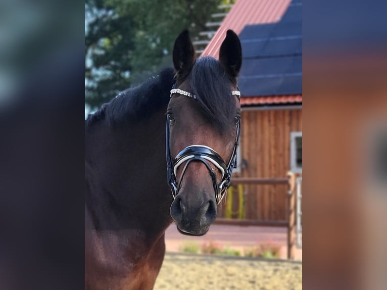 Holsteiner Wallach 7 Jahre 172 cm in Bothel