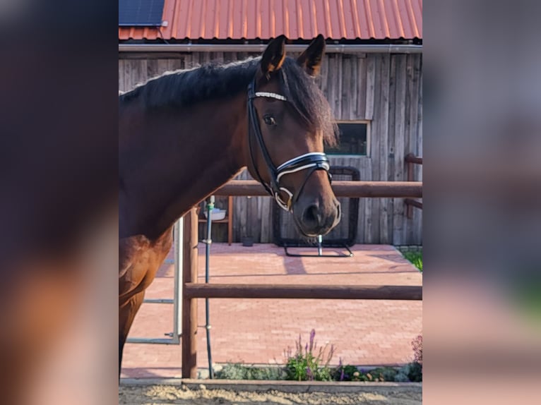 Holsteiner Wallach 7 Jahre 172 cm in Bothel