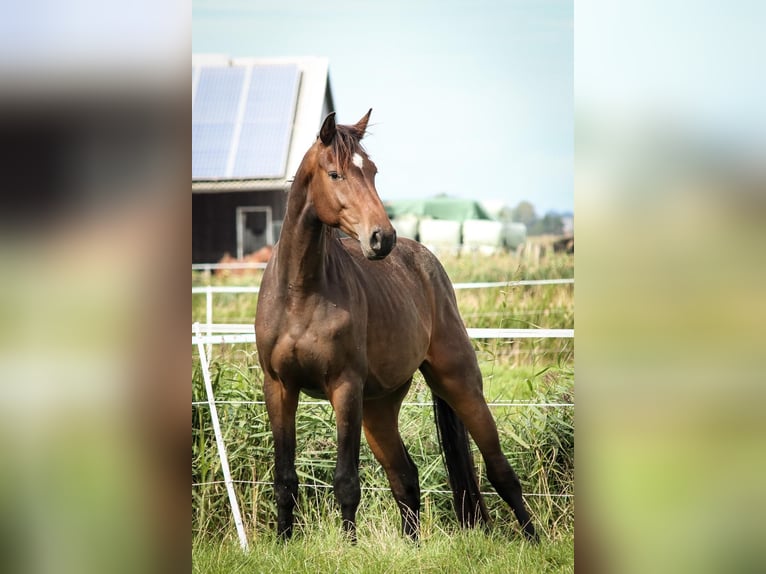 Holsteiner Wallach 7 Jahre 172 cm Dunkelbrauner in Bottrop Holsteiner Wallach 7 Jahre 172 cm Dunkelbrauner in Bottrop