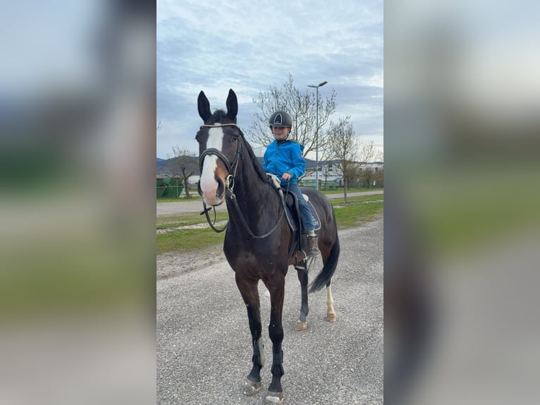 Holsteiner Wallach 7 Jahre 172 cm Dunkelbrauner in Bühl