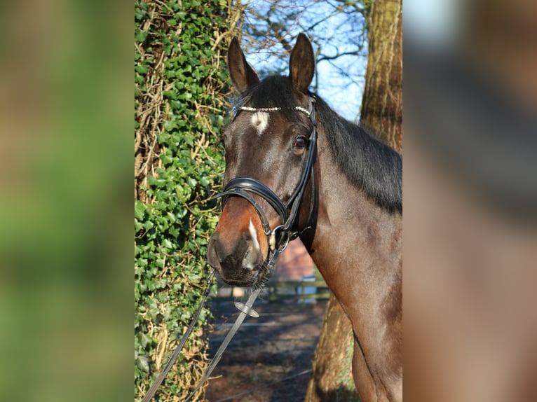 Holsteiner Wallach 7 Jahre 172 cm Dunkelbrauner in Fürstenau