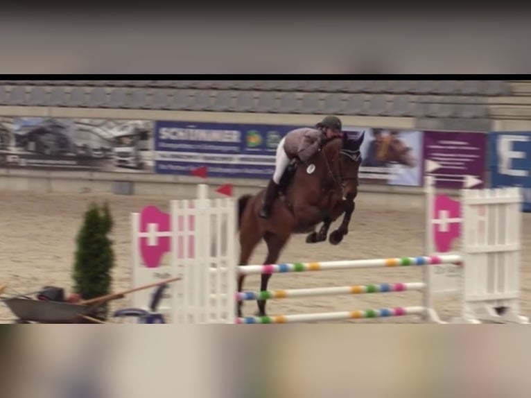 Holsteiner Wallach 7 Jahre 172 cm in Mönchengladbach