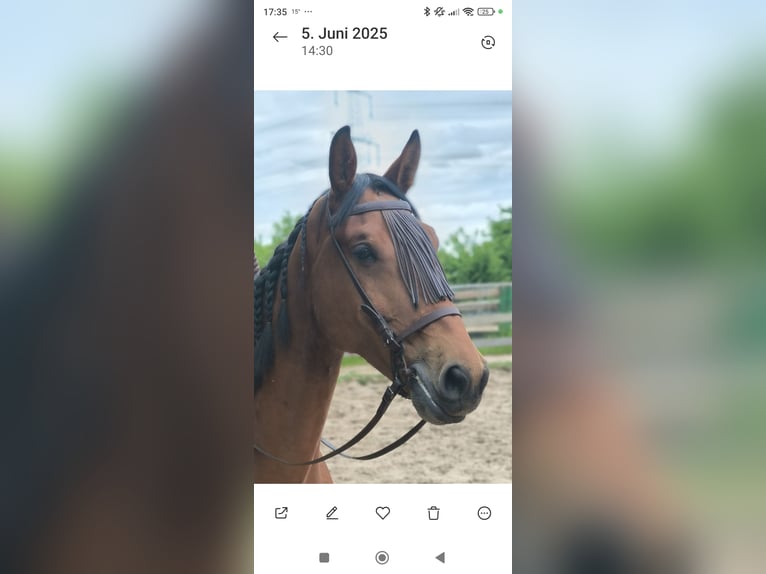 Holsteiner Wallach 7 Jahre 173 cm Brauner in Edemissen