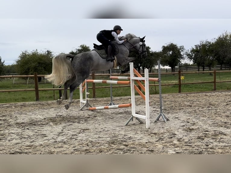 Holsteiner Wallach 7 Jahre 173 cm Schimmel in Meuselwitz