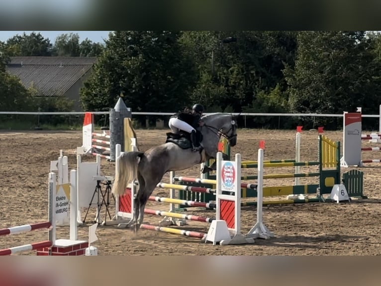 Holsteiner Wallach 7 Jahre 173 cm Schimmel in Meuselwitz