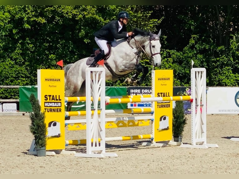 Holsteiner Wallach 7 Jahre 173 cm Schimmel in Tiefenthal