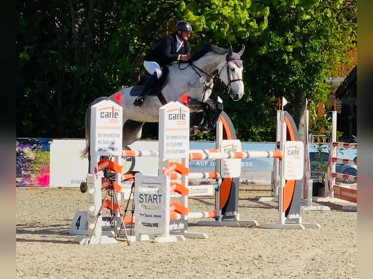Holsteiner Wallach 7 Jahre 173 cm Schimmel in Tiefenthal