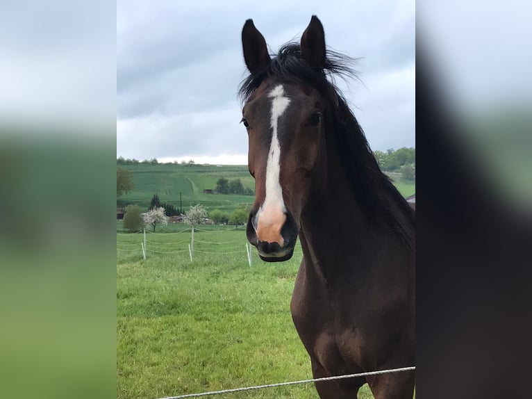 Holsteiner Wallach 7 Jahre 174 cm Dunkelbrauner in Neukirchen